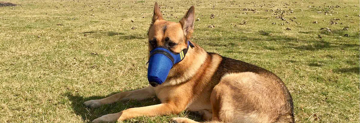 Dog with mask