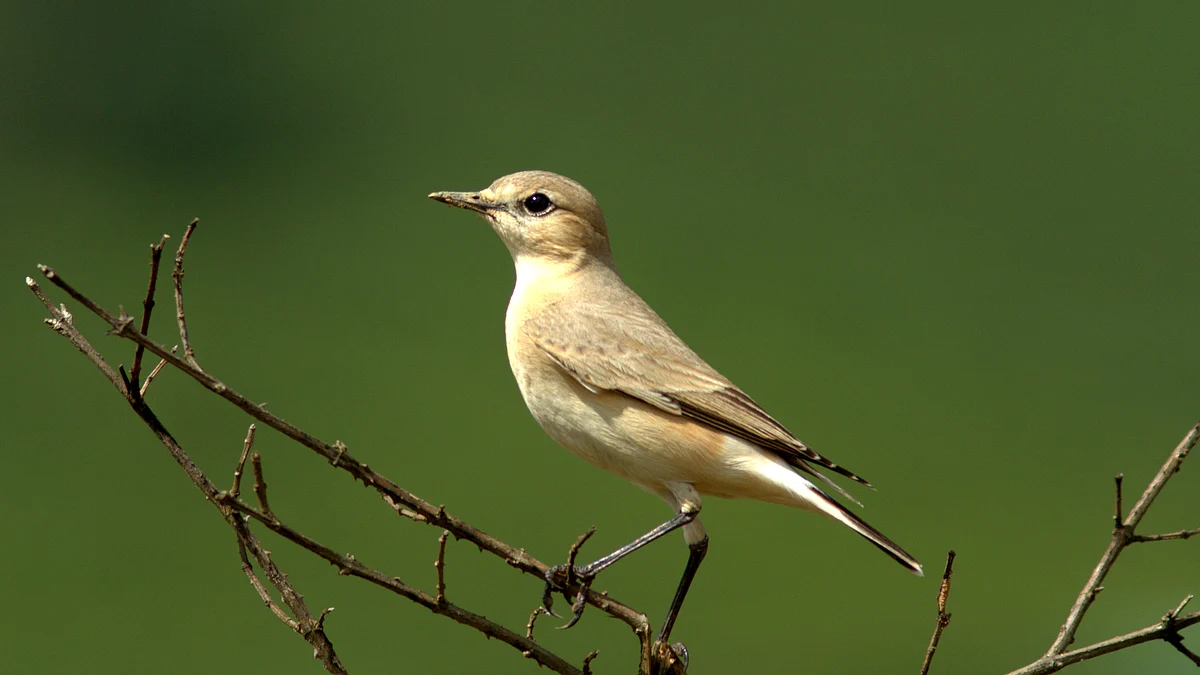 Isabelline wheatear