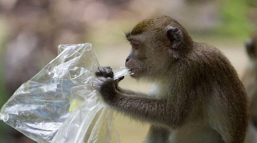 Monkey