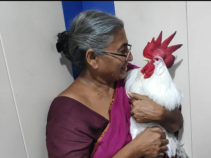 சேவலுடன் வாக்கிங் செல்லும் சென்னைப் பெண்!