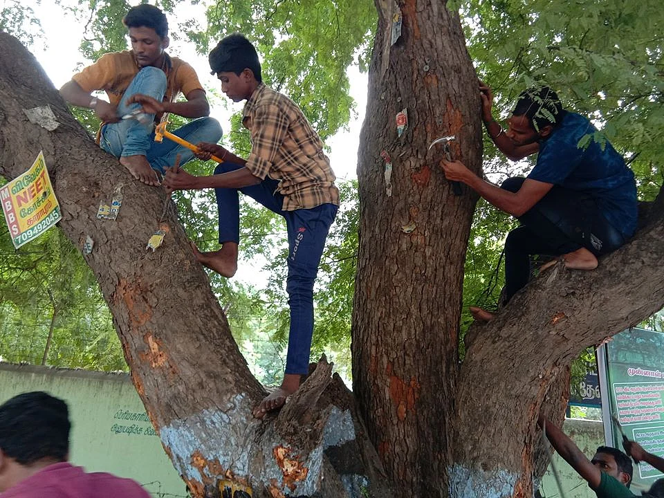 மரத்தில் அடிக்கப்பட்ட ஆணிகள் பிடுங்கப்படுகிறது