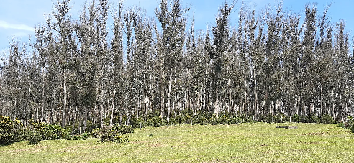 Eucalyptus tree
