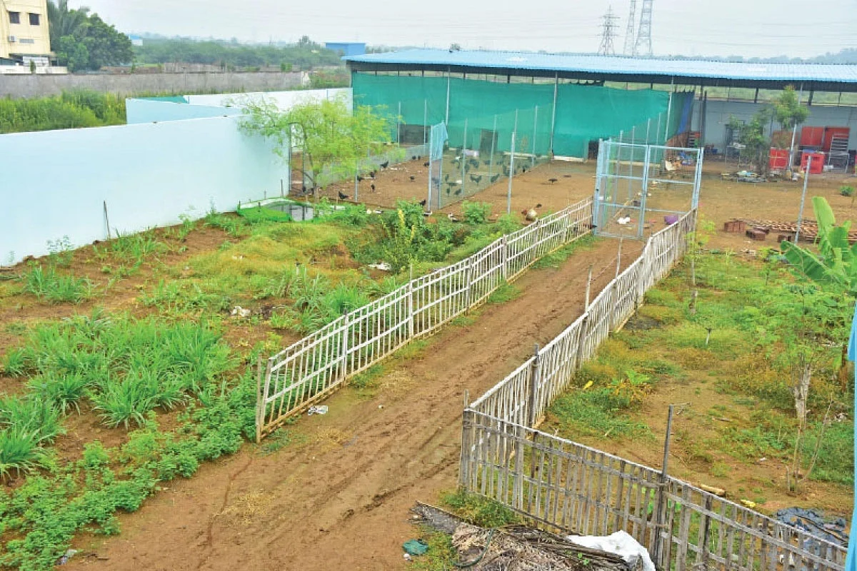 57 சென்ட், மாதம் ரூ.50,000... நாட்டுக்கோழி வளர்ப்பில் அசத்தும் இன்ஜினீயர்!