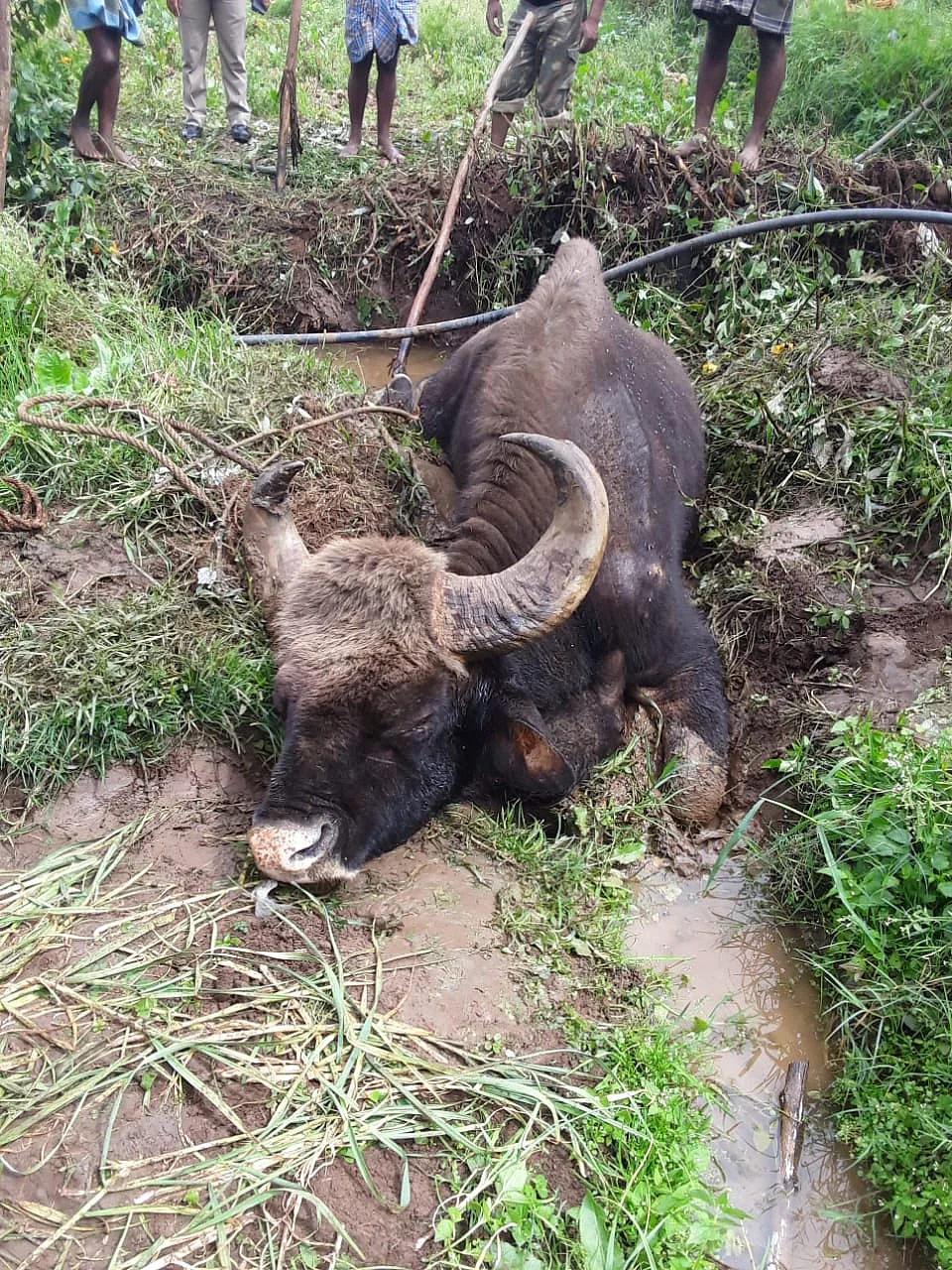 Indian Gaur