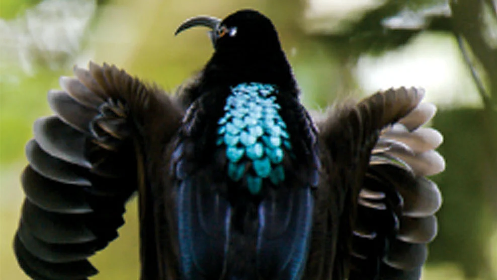 கறுப்பு சிக்கிள்பெல்