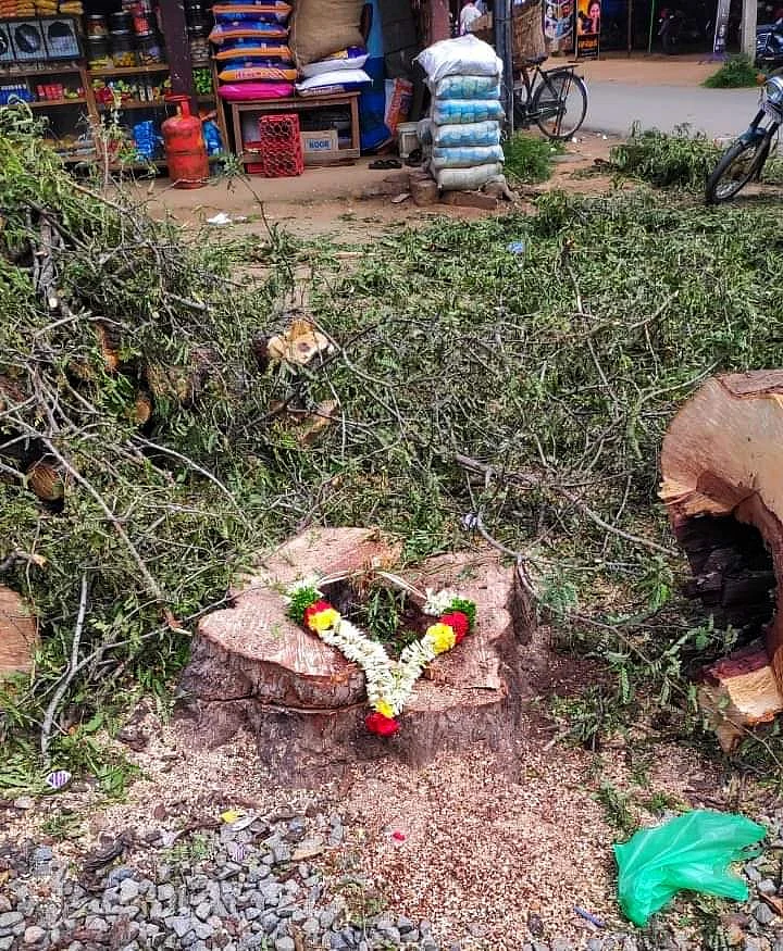 வெட்டப்பட்ட மரத்திற்கு இளைஞர்கள் அஞ்சலி