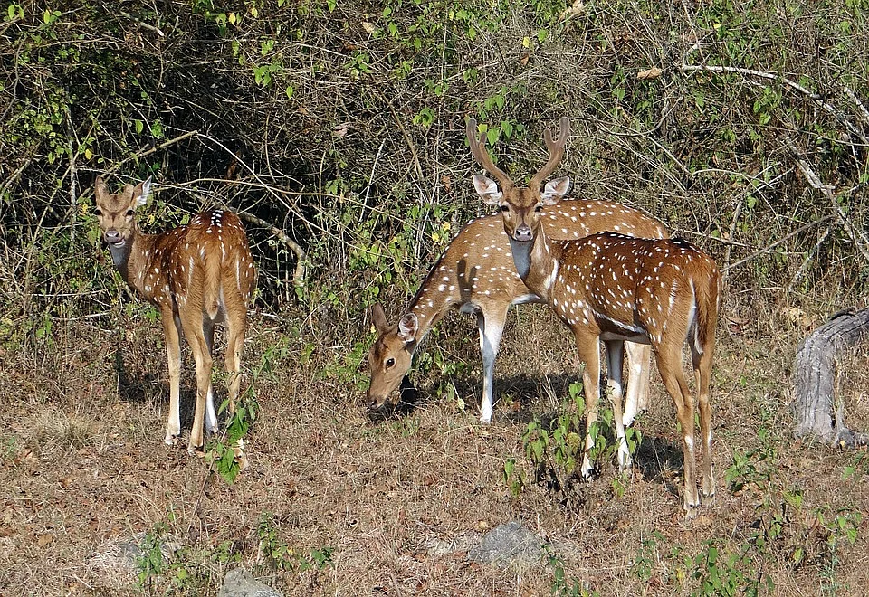 புள்ளி மான்கள்
