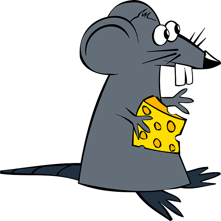 rat