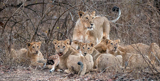 lions