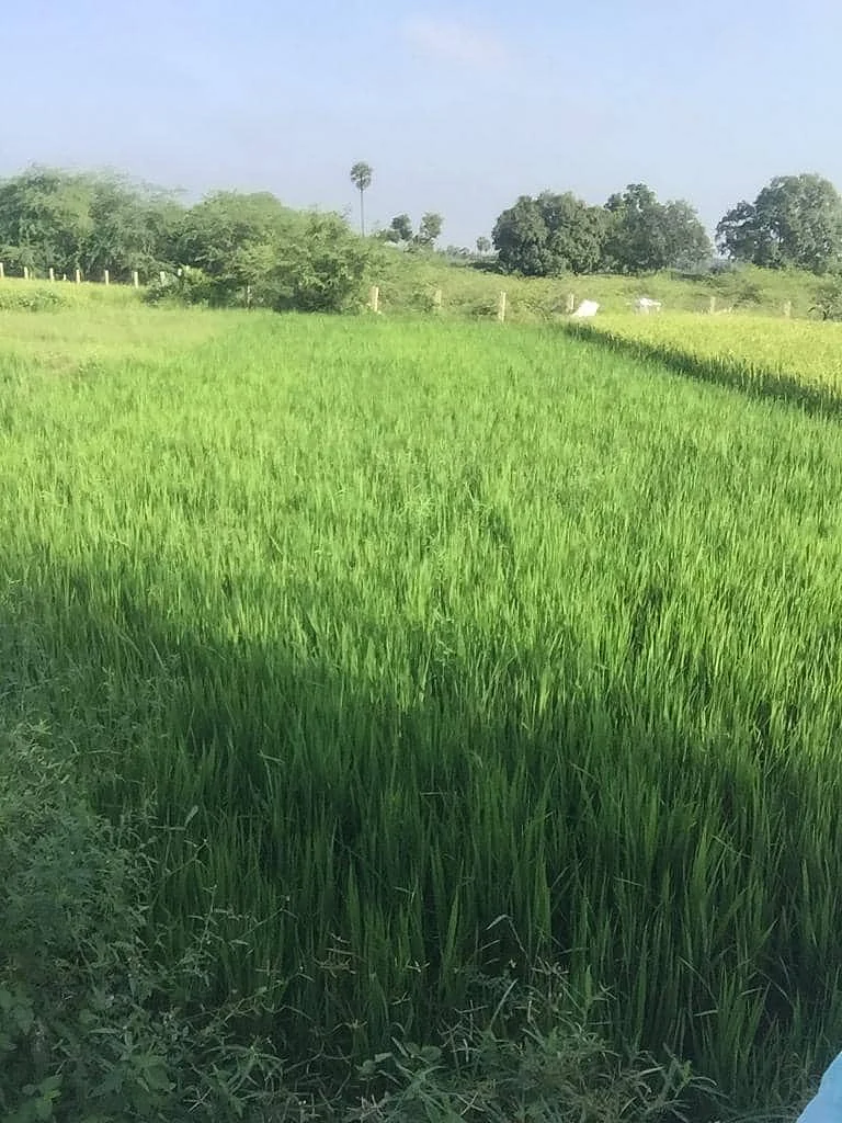 இயற்கை விவசாயம்