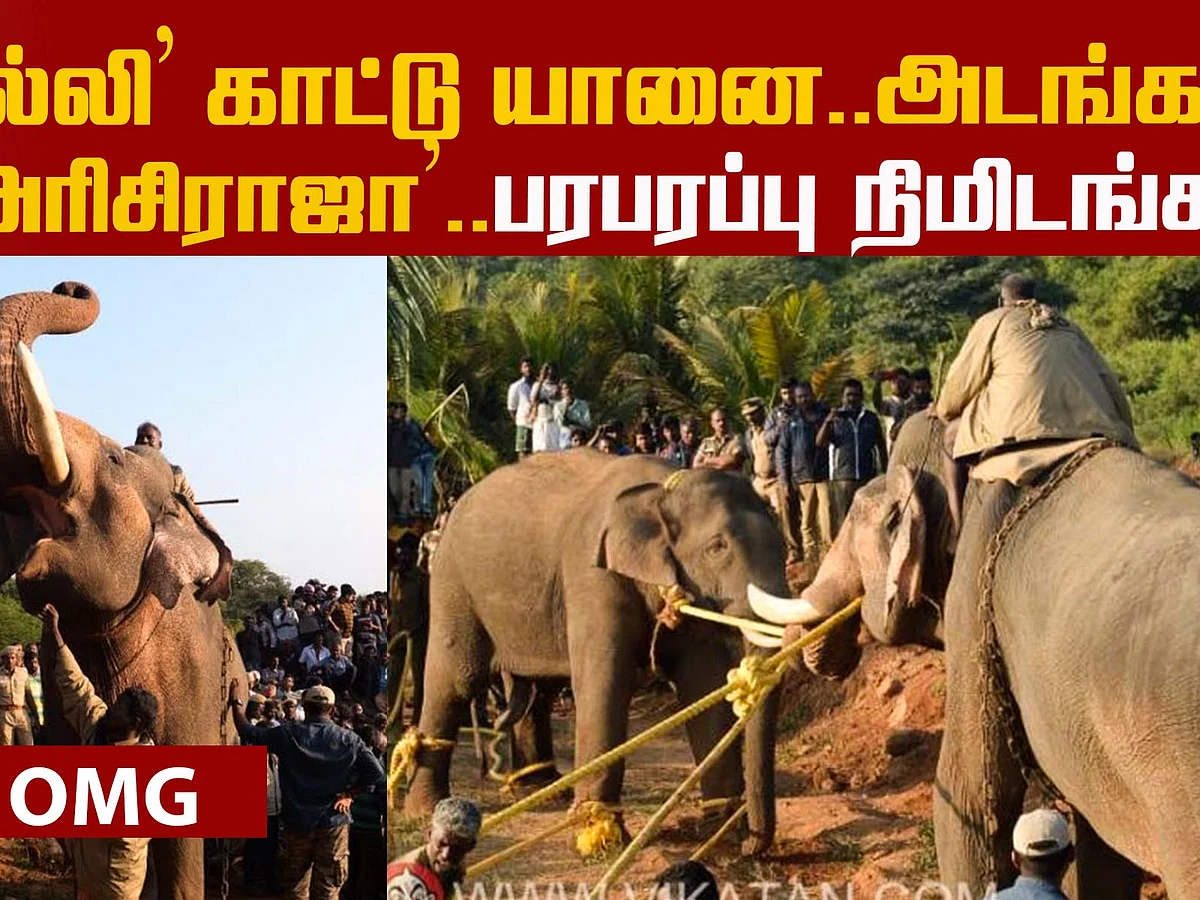 Operation `Arisi Raja' - What happened at the Coimbatore forest? | Elephant