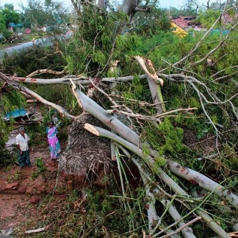 கஜா பாதிப்பு