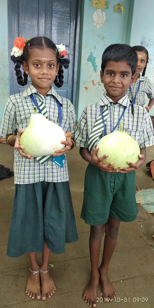 சுரைக்காய் அறுவடை