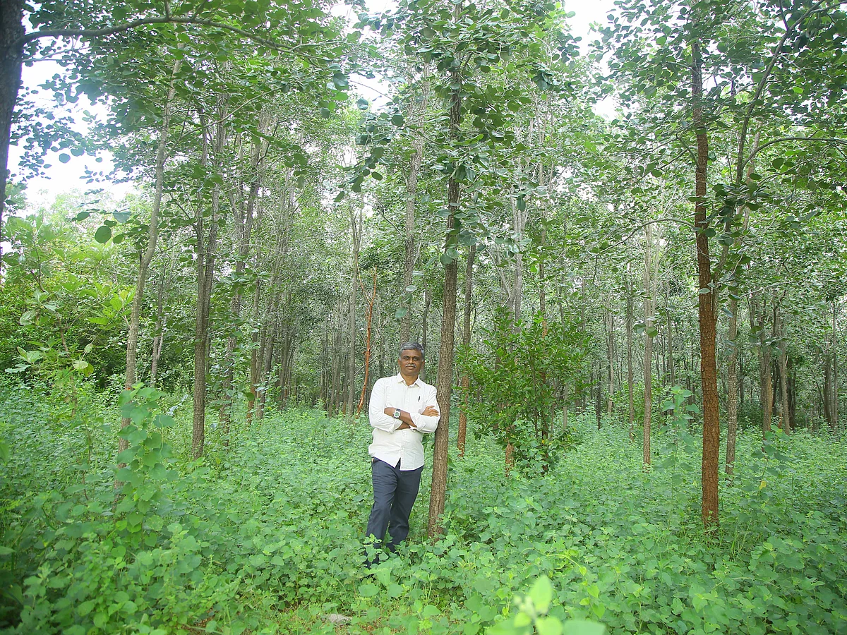 80 சதவிகிதம் செம்மரம்; 20 சதவிகிதம் மற்ற மரங்கள்... ஊத்தங்கரை விவசாயியின் சக்சஸ் டெக்னிக்! #Video