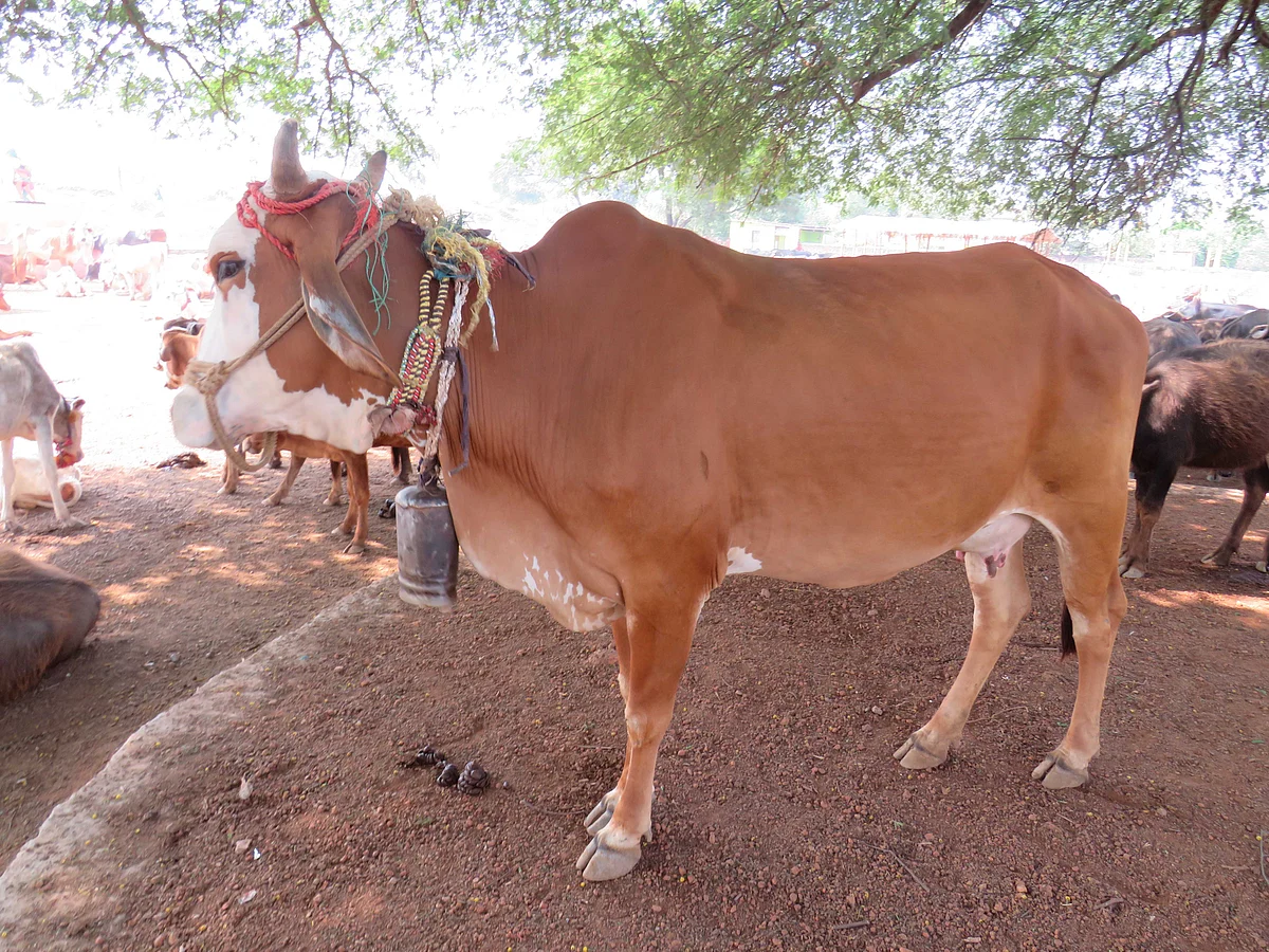 Cow