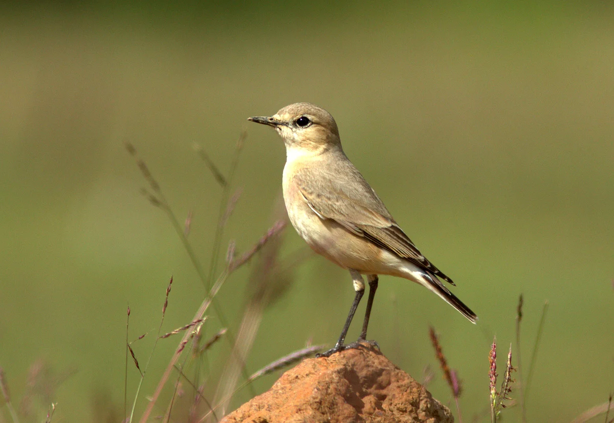 Isabelline wheatear