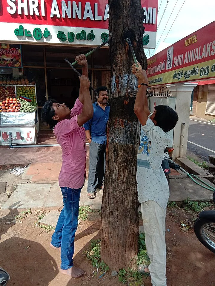மரத்தில் அடிக்கப்பட்ட ஆணிகள் பிடுங்கப்படுகிறது