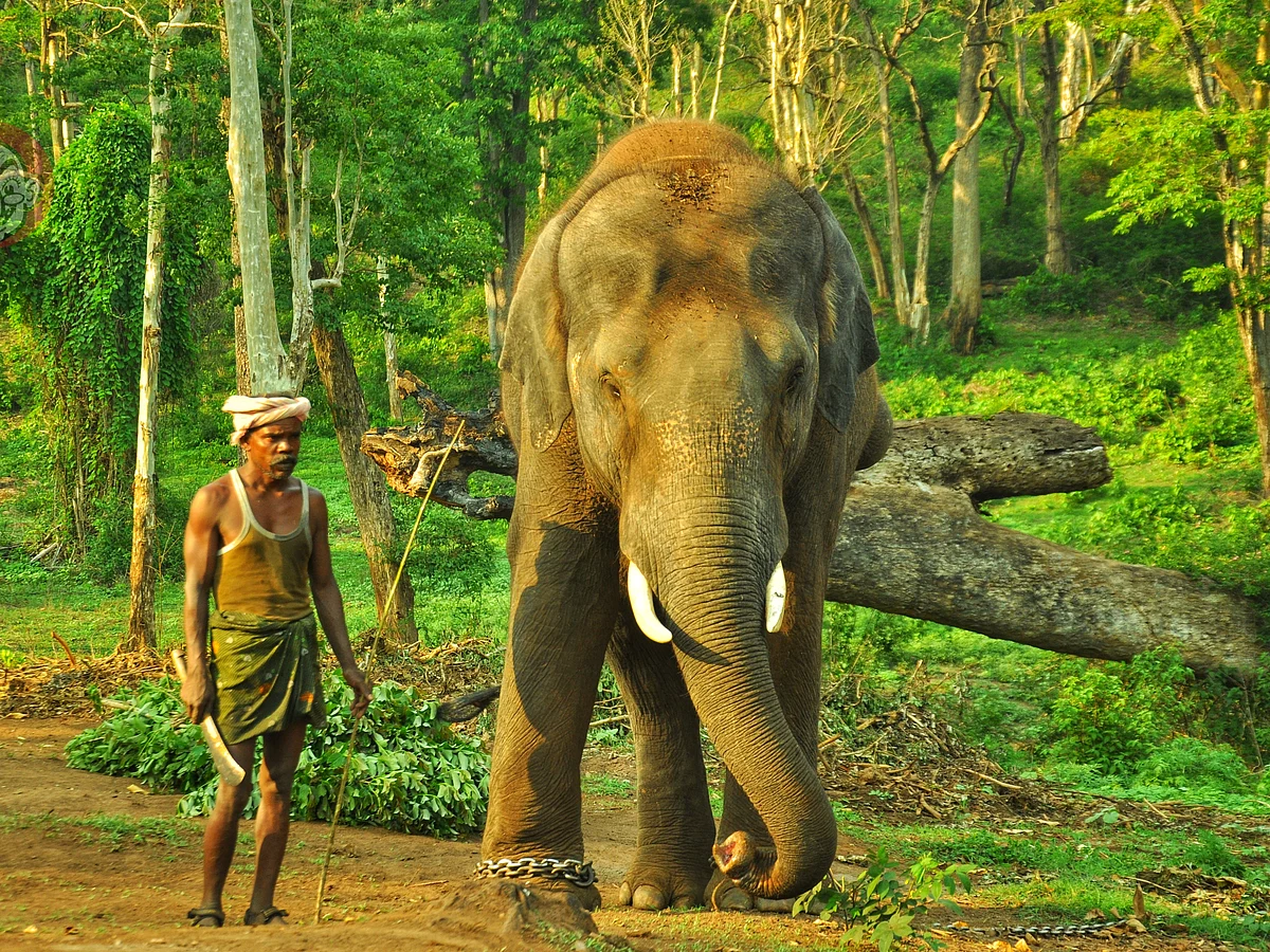 சுள்ளிக்கொம்பன் யானை ஸ்ரீனிவாஸ் கும்கியாக மாறியது எப்படி? - ஒரு பரபர கதை!