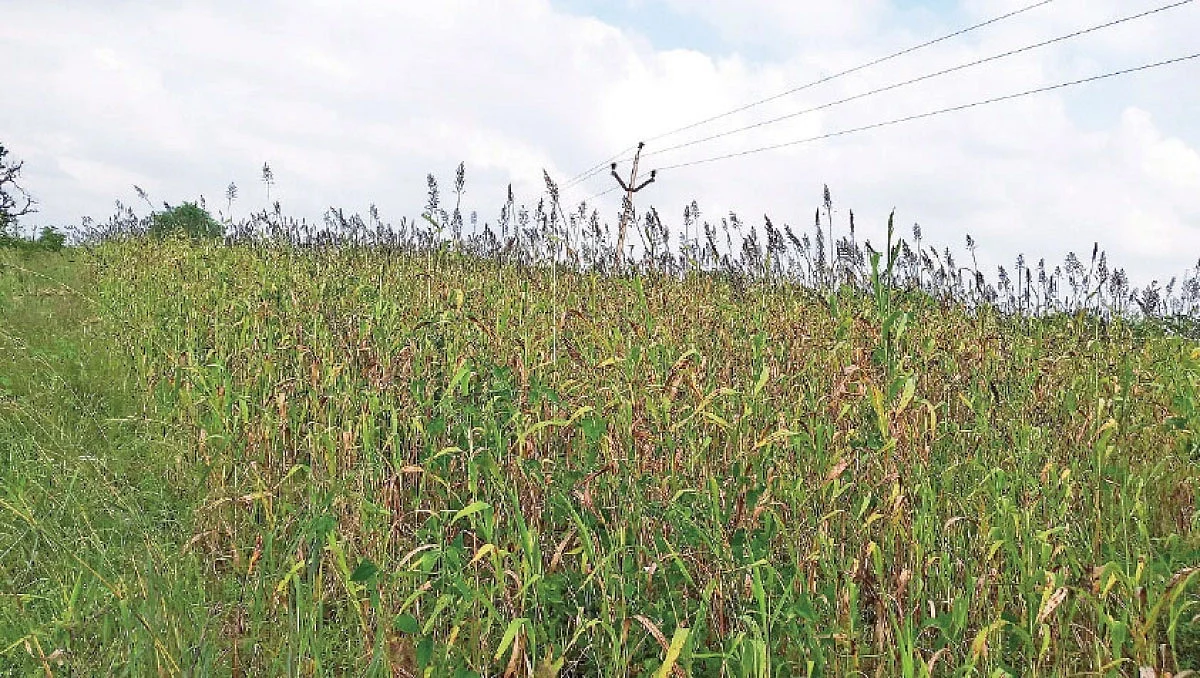 30 ஆண்டுகளுக்குப் பிறகு வெண்சாமரச் சோளம்... இளம் விவசாயி மீட்டெடுத்தது எப்படி?