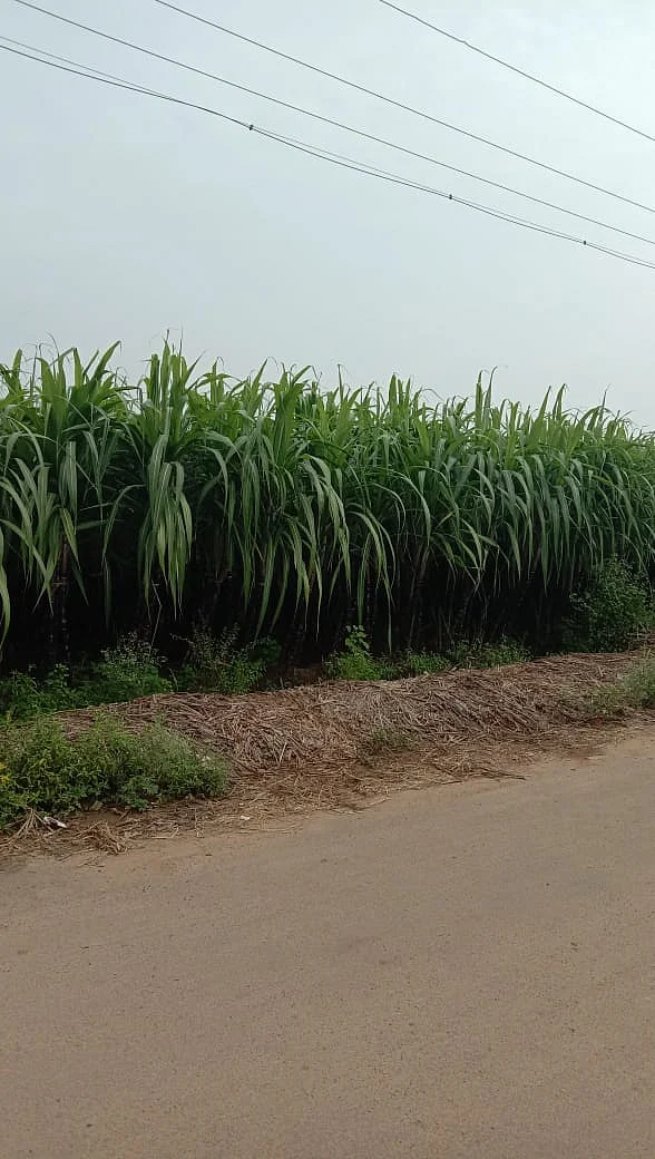 கரும்பு விவசாயம்