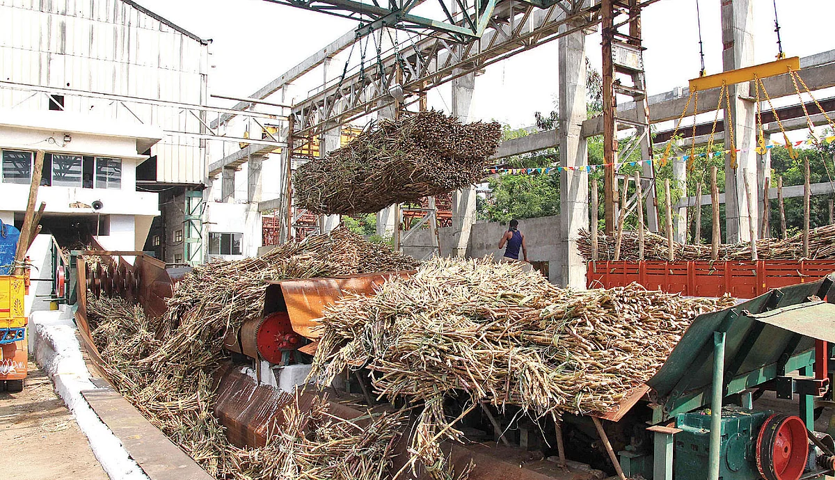 Sugarcane