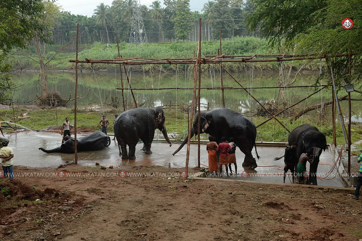 யானைகள் நல்வாழ்வு முகாம் 2019-2020