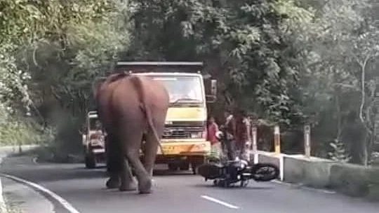 காட்டு யானை