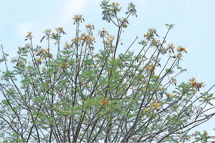 வாதநாராயண மரம்