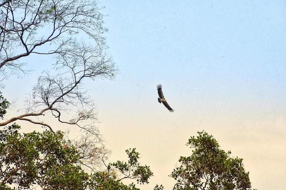 Vulture