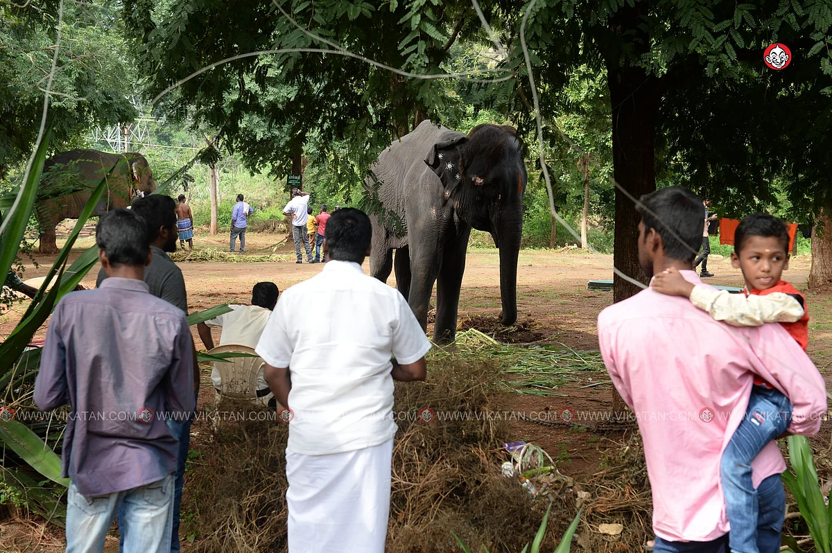 யானைகள் நல்வாழ்வு முகாம் 2019-2020