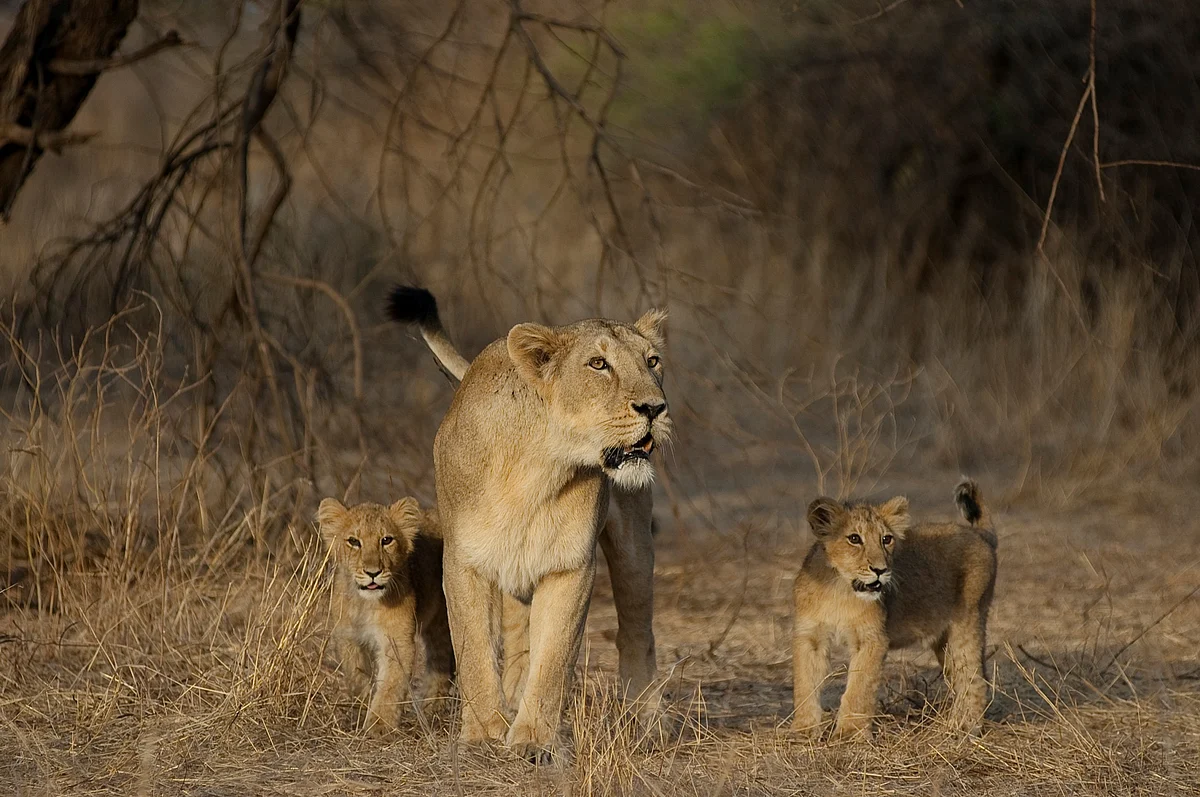 Asiatic lions