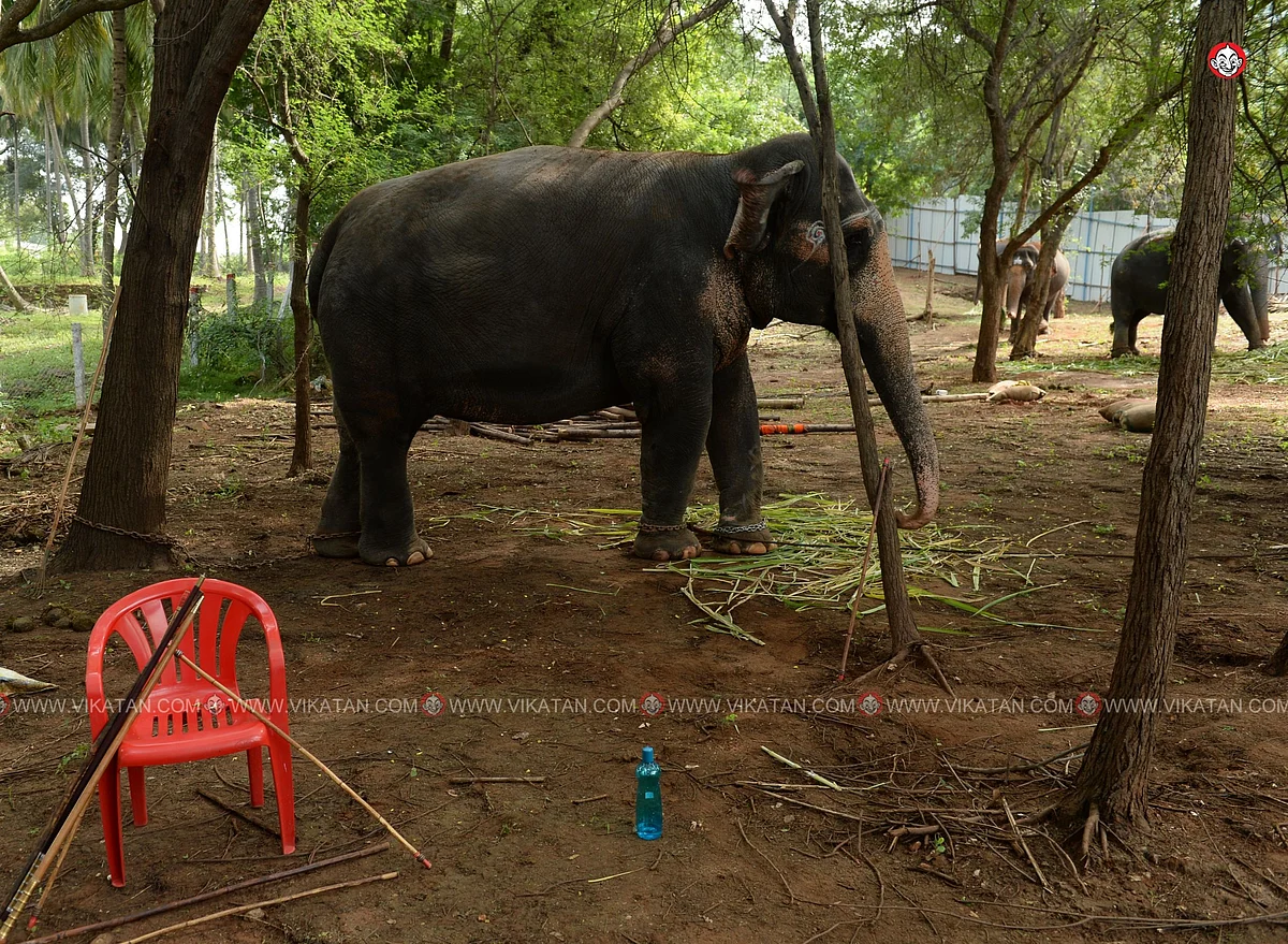 யானைகள் நல்வாழ்வு முகாம் 2019-2020