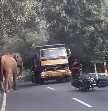 காட்டு யானை