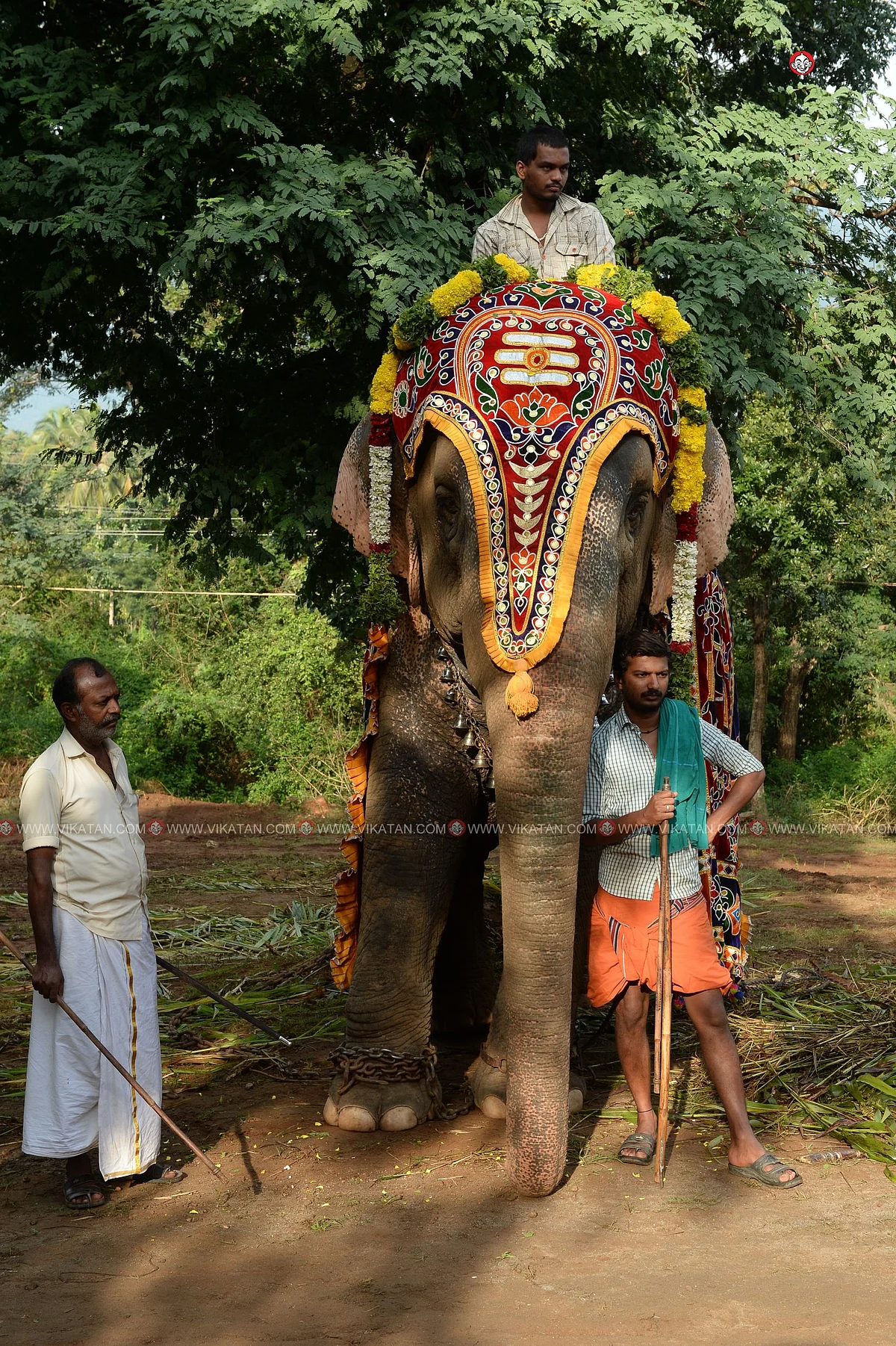 யானைகள் நல்வாழ்வு முகாம் 2019-2020