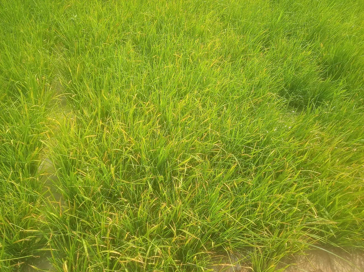பாதிக்கப்பட்ட பயிர்