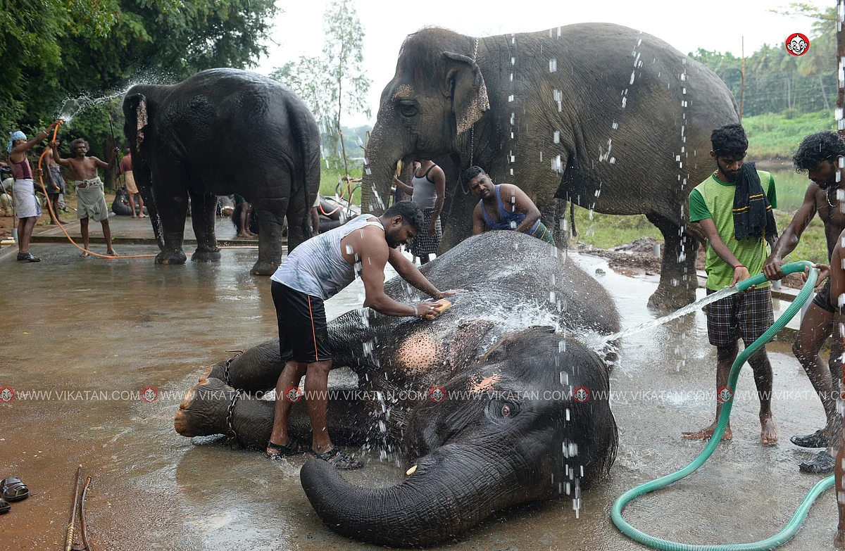 யானைகள் நல்வாழ்வு முகாம் 2019-2020