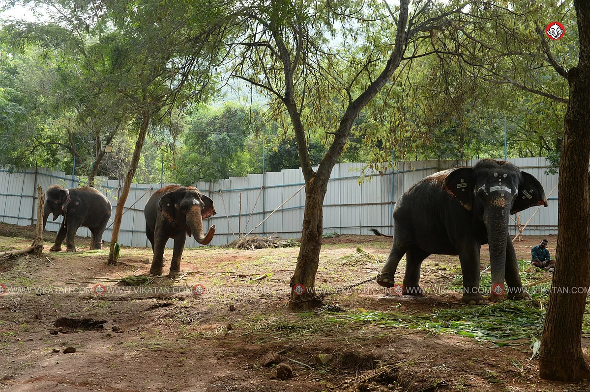 யானைகள் நல்வாழ்வு முகாம் 2019-2020