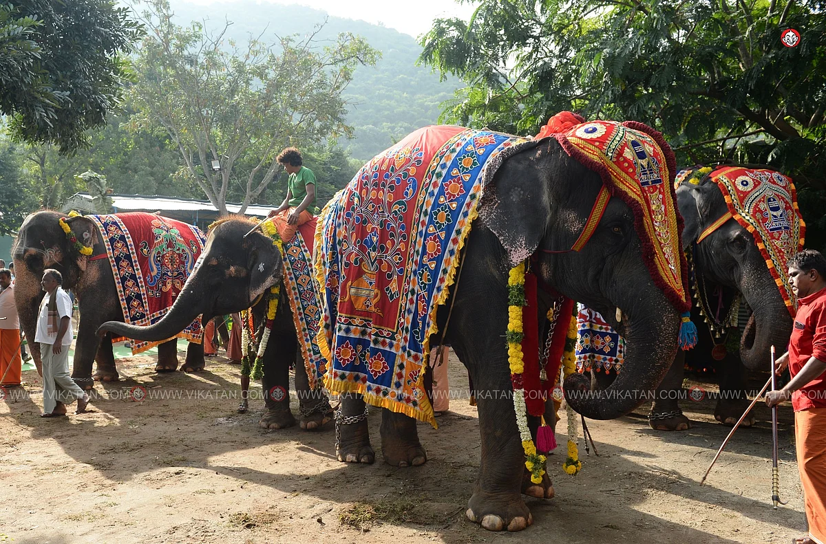 யானைகள் நல்வாழ்வு முகாம் 2019-2020