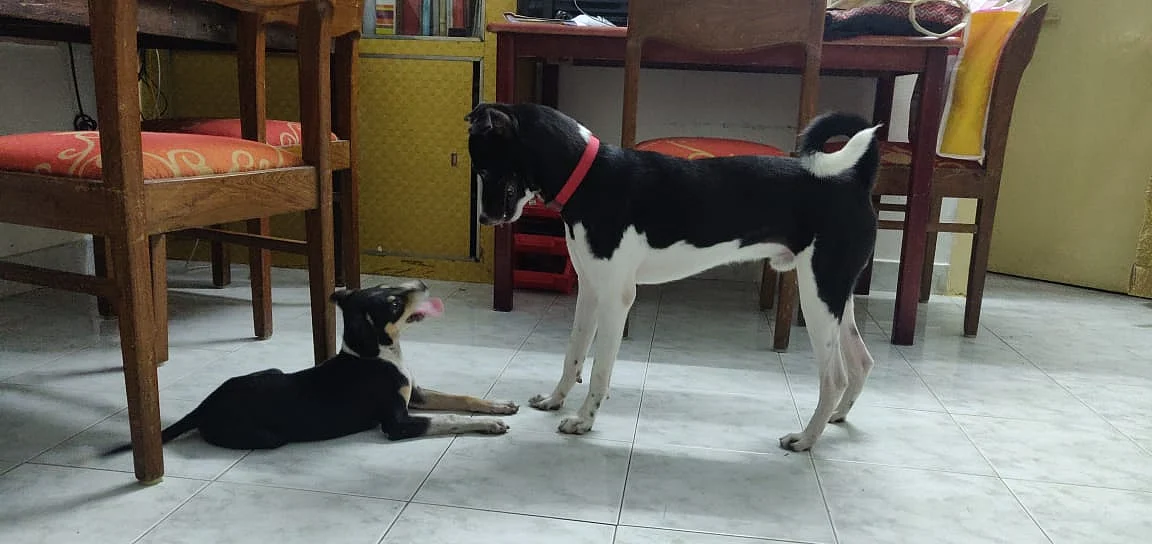 dog