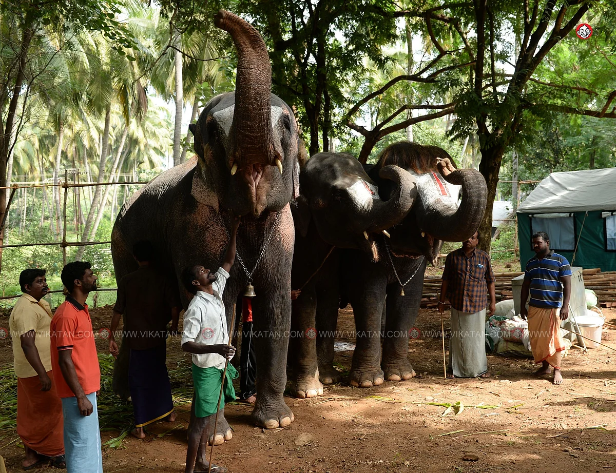 யானைகள் நல்வாழ்வு முகாம் 2019-2020