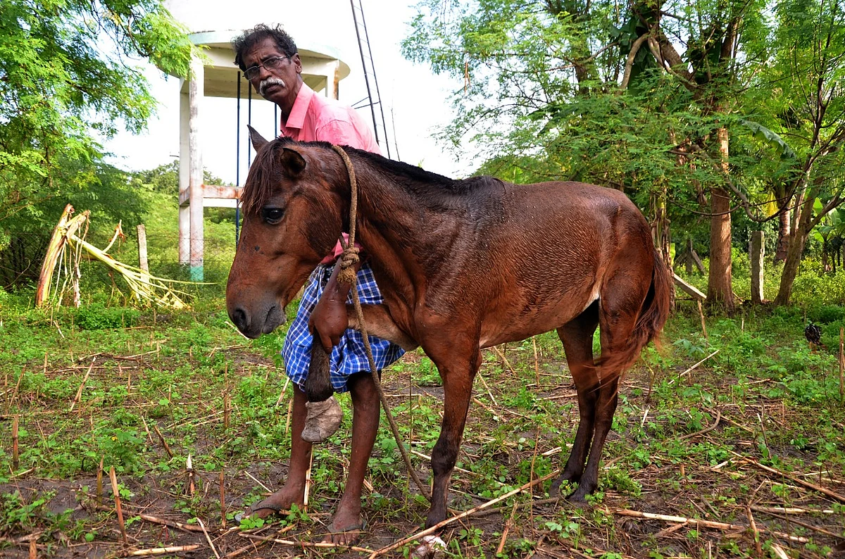 அடிபட்ட குதிரை