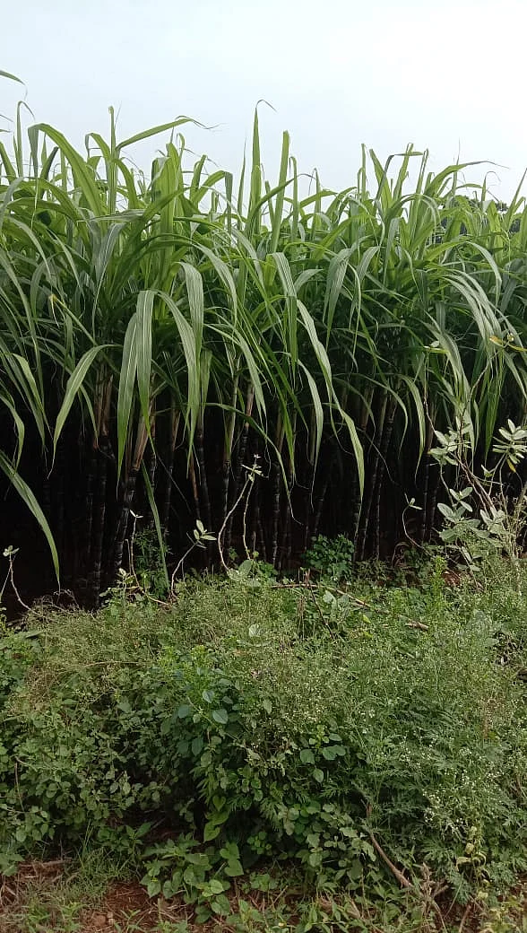 கரும்பு விவசாயம்