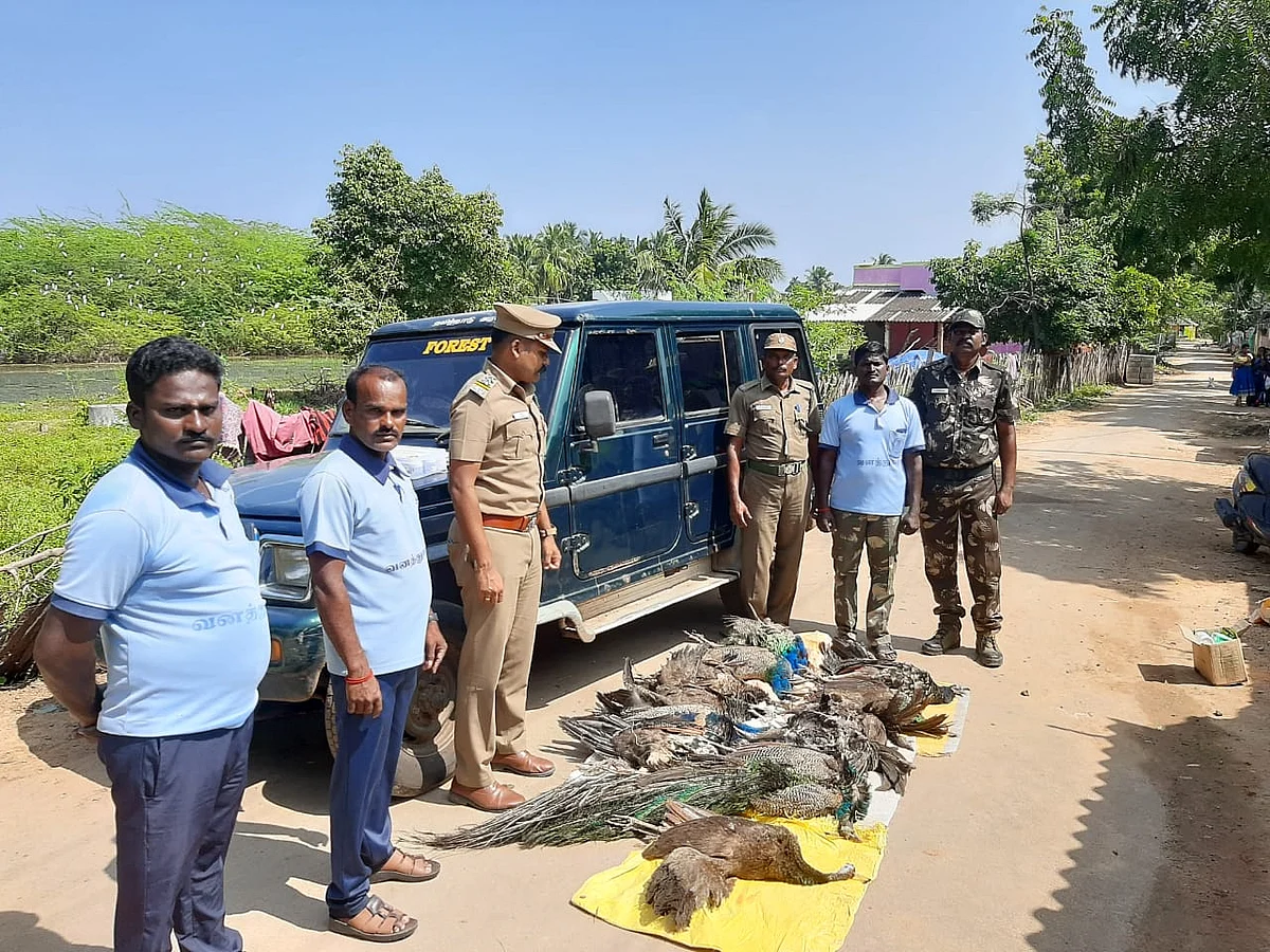 விஷம் வைத்துக் கொல்லப்பட்ட மயில்கள்