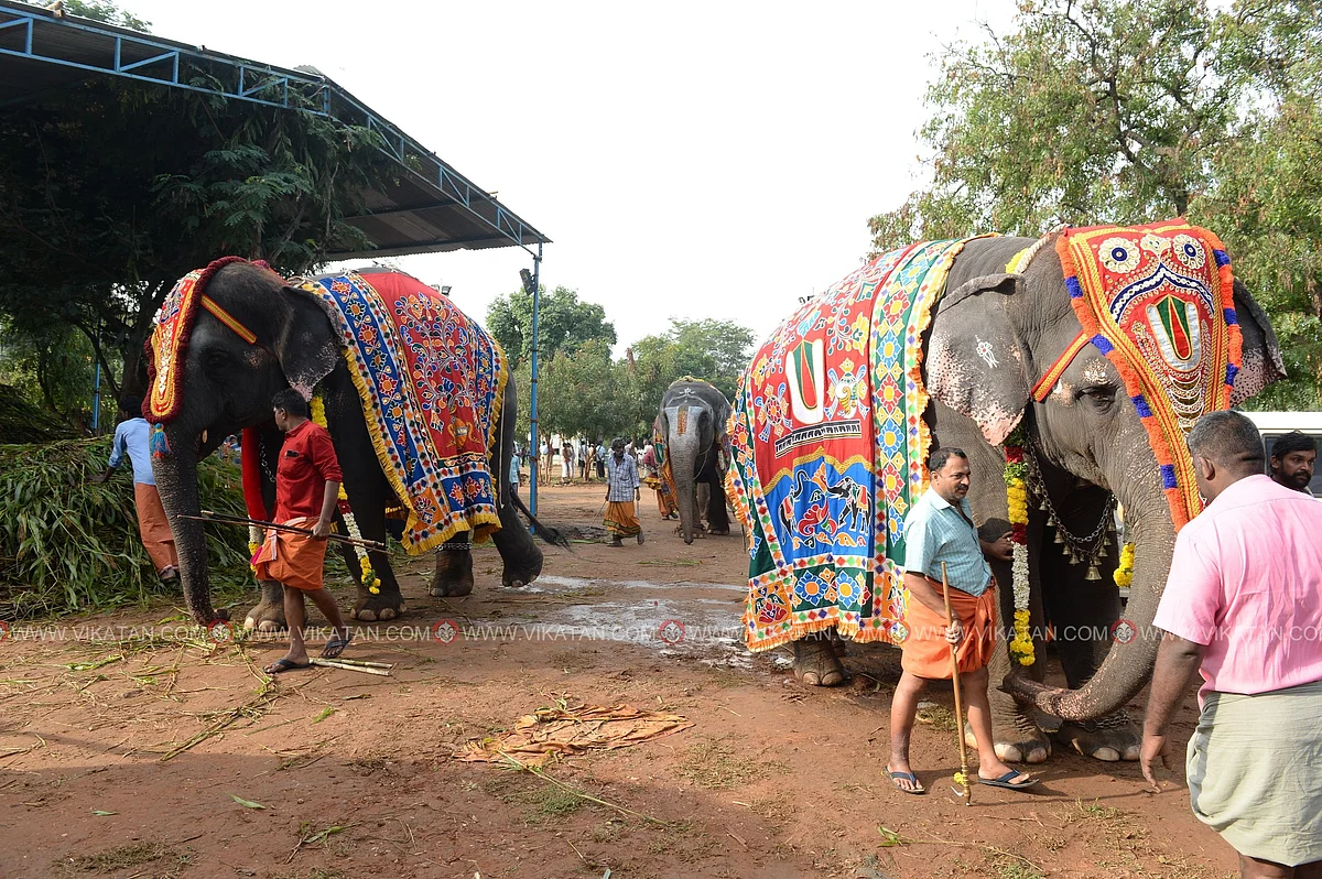 யானைகள் நல்வாழ்வு முகாம் 2019-2020