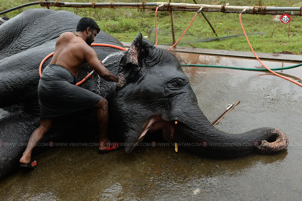 யானைகள் நல்வாழ்வு முகாம் 2019-2020