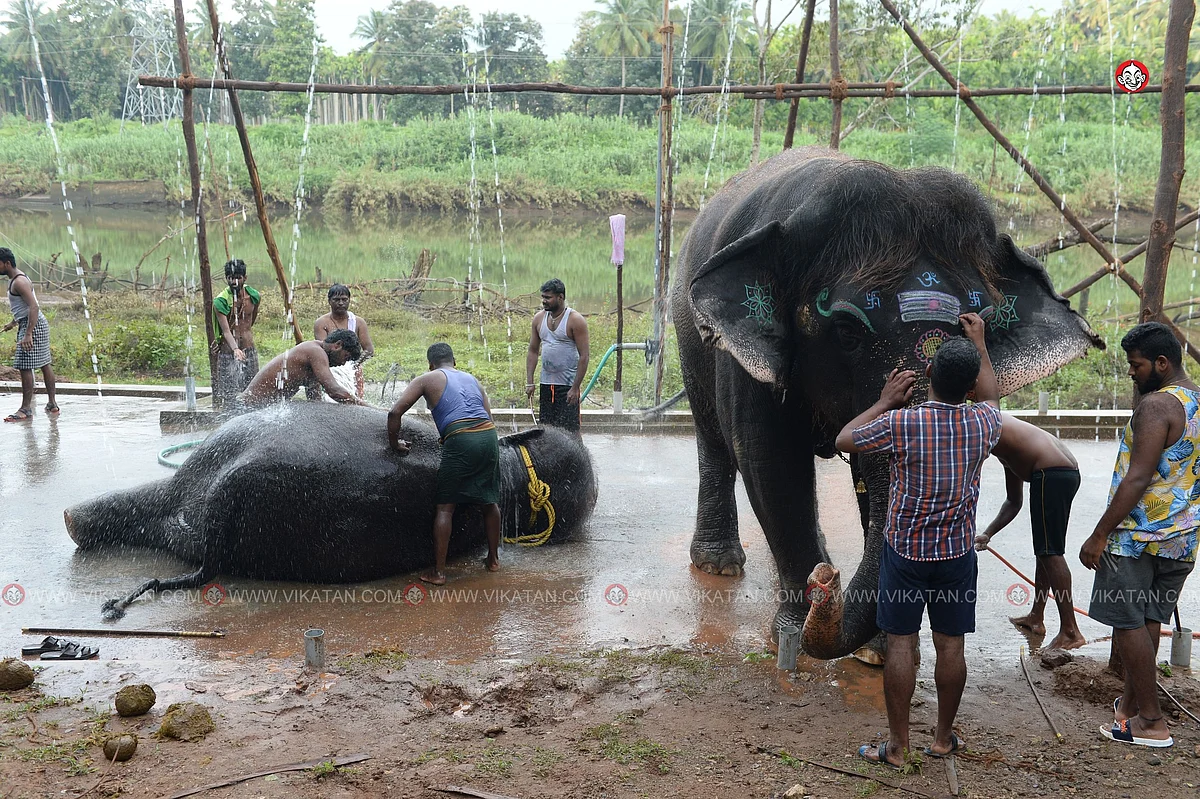யானைகள் நல்வாழ்வு முகாம் 2019-2020