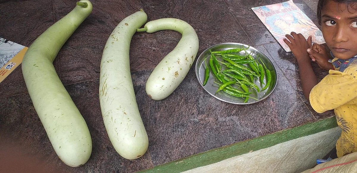 சுரைக்காய்