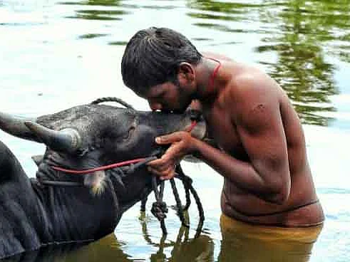 மணல் குத்து பயிற்சி, வாடிவாசல் என்ட்ரி... ஜல்லிக்கட்டுக்குத் தயாராகும் மதுரை காளைகள்