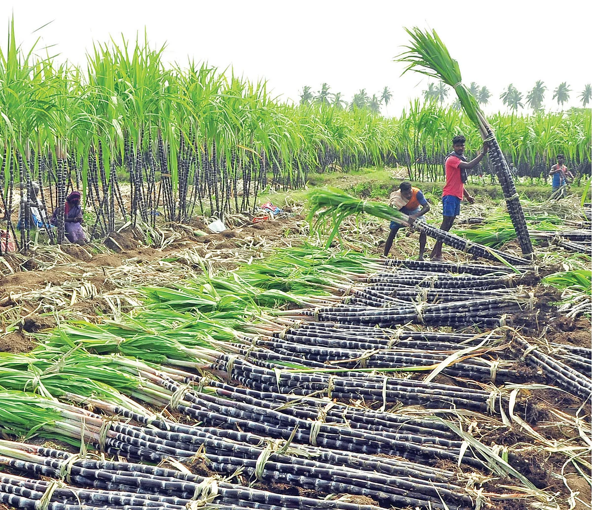 Sugarcane