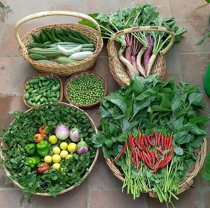 terrace garden